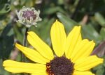 Yellow daisy